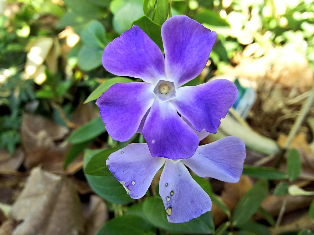Sae ﾟお休みします 野に咲く 春の青い花たち 見つけると 幸せになれそうな ツルニチニチソウ ハナニラ ワスレナグサ ムスカリ ﾟ