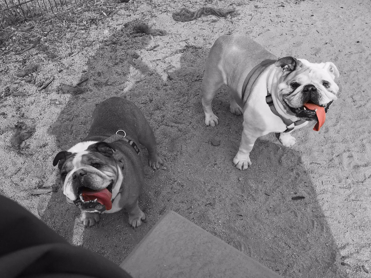 SavannahSidecar's tweet photo. It’s me and Roxie hanging out on this #TongueOutTuesday Maddie is probably hiding by dad #HerShadow ! 😂 have a great week everyone ! #TresBulldogAmigas
#CasaDeBulldogs
#SidecarSavannah
#MaddieBlue👁
#FoxieRoxie🦊
#SidecarBulldogs
#TheRealSidecarBulldogs
#OGsidecarBulldogs https://t.co/FZZeQivEgr