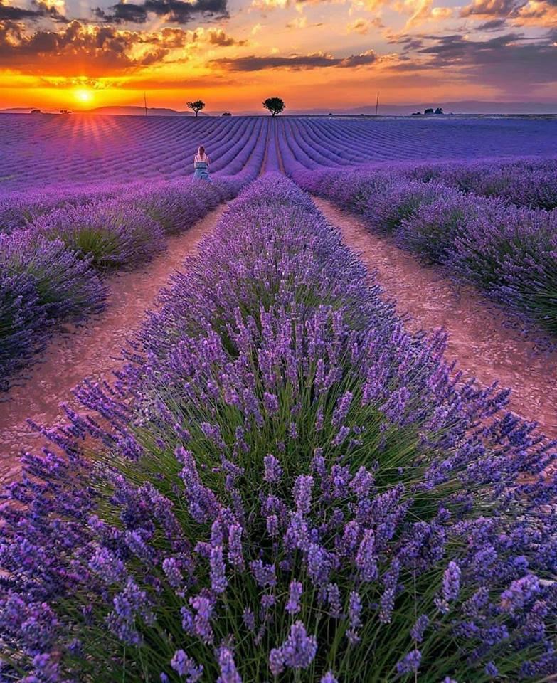 The breathtaking lavender fields in Valensole, France 🇫🇷 💜

<a href="/travel_submit/">Travel Submit</a> 
#travel #holiday #vacation #traveling #travelling #TTOT #wanderlust #RTW #RTWsoon #RTWnow #SMTravel #TWWT #TRLT #backpacking #luxurytravel #studyabroad #cruise 
#adventure #beautiful #food #foodporn