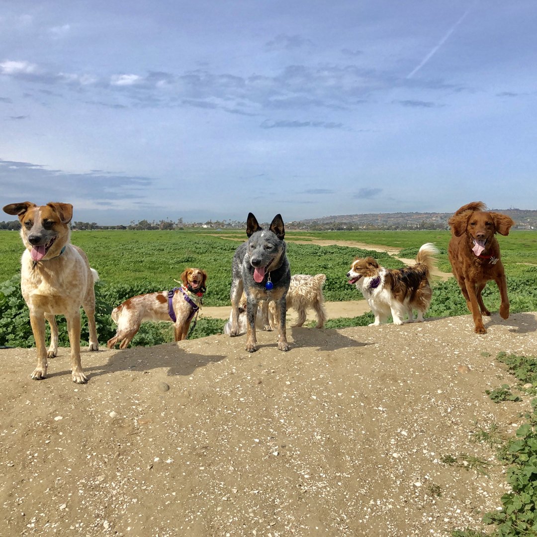 DogTiredSD's tweet photo. Tongue out Tuesday from the whole gang! https://t.co/SvacCYJWZr