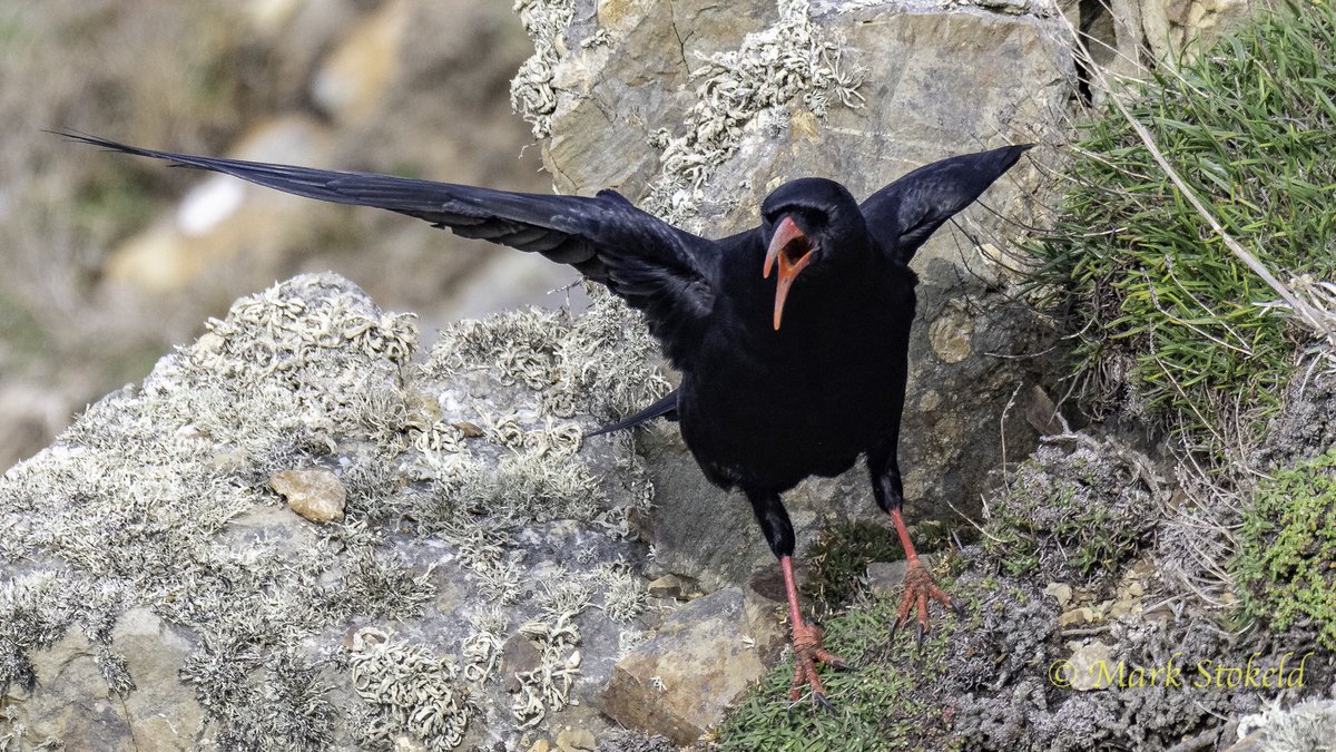 theoldklipdok's tweet photo. @clevelandbirds @WTSWW #NTPembs Displaying Chough were very visible on The Anvil, Marloes Peninsula, near Martin’s Haven last week. https://t.co/69LxgLQhXw