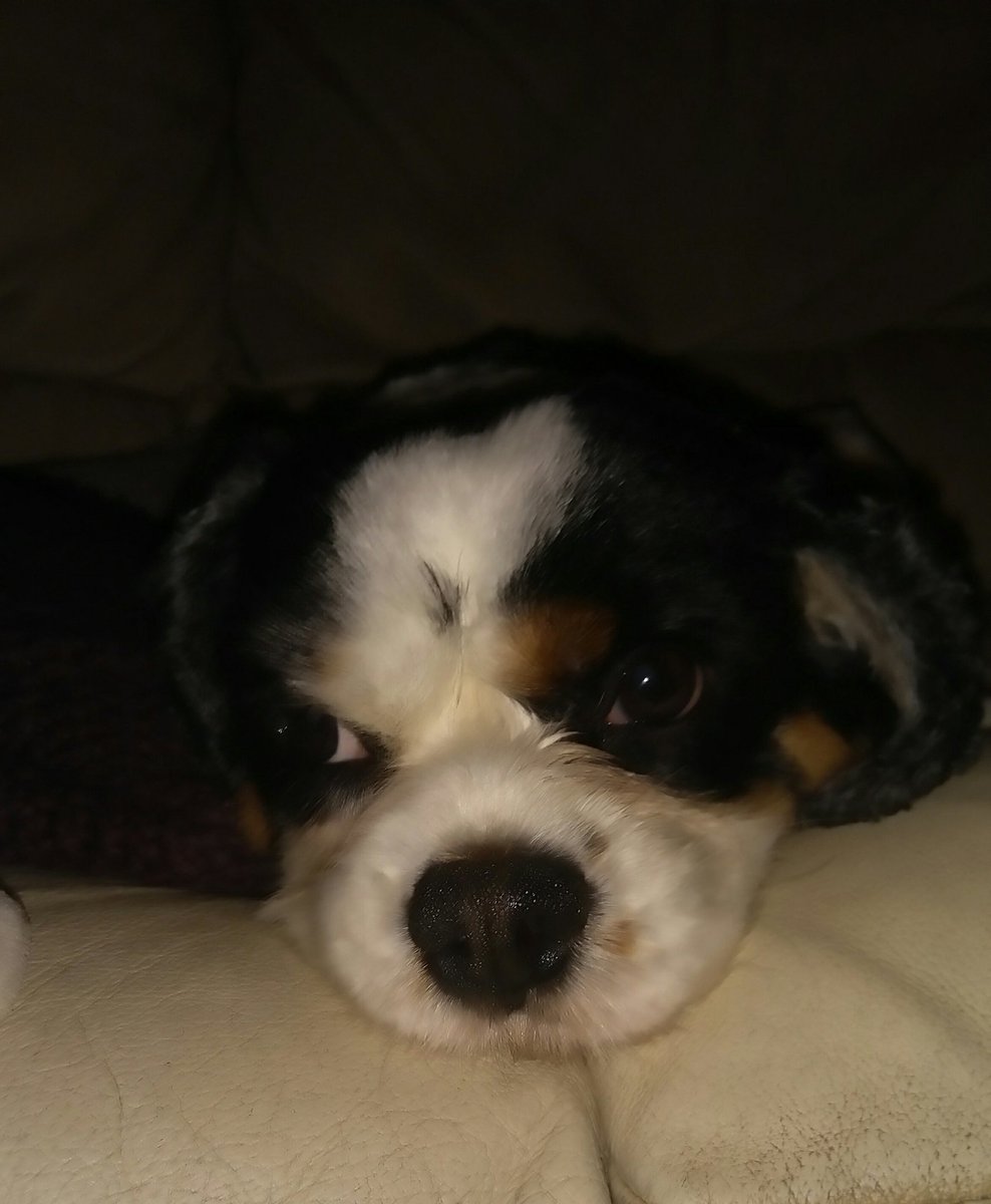 Joespromo's tweet image. Surely this boy 'Jack dog' deserves a retweet after helping me through the unexpected loss of my dad 'july16' and partner 'november18'....
#afterlife @rickygervais 
He is my legend/ my special gift.