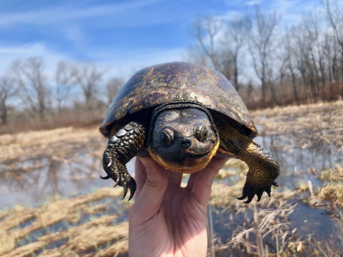 calklattgolba's tweet photo. Turtle season is finally upon us! Say hello to #Juanes, an old male Blandingβs Turtle that I named after one of my favorite singers. We radio-track him as part of a recovery program. #wildlifeconservation #herpetALLogy #wherearetheturtles #blandingsturtles #smilingturtles #LCFPD https://t.co/9Gb3NkPmbJ