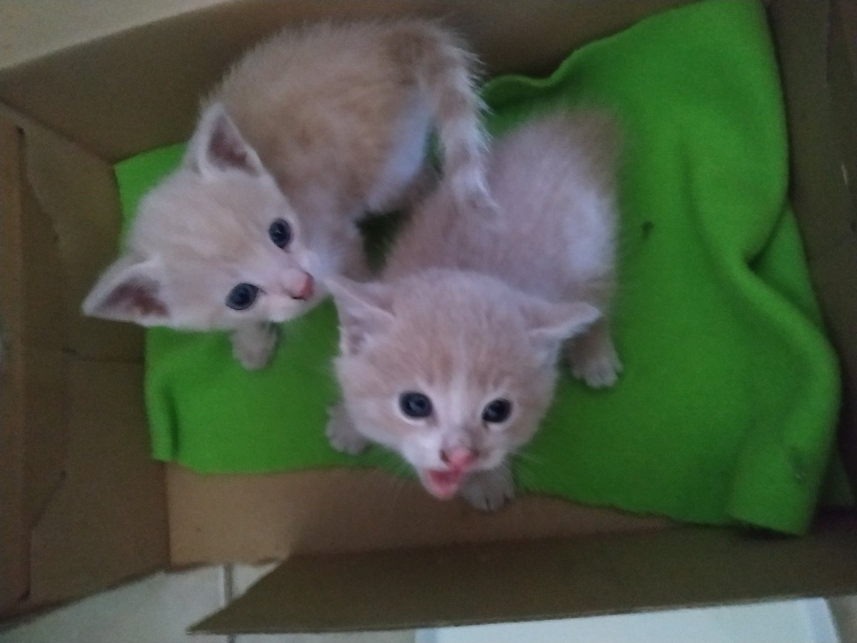 heredar Más allá Sustancialmente Fundación ClubGatero on Twitter: "Buscamos hogares definitivos para estos pequeñitos colorines. Se encuentran en la comuna de Pedro Aguirre Cerda. ¿Te gustaría adoptar alguno? Puedes contactarte con Gonzalo al 974378147 # Chile #Santiago # heredar Más allá Sustancialmente Fundación ClubGatero on Twitter: "Buscamos hogares definitivos para estos pequeñitos colorines. Se encuentran en la comuna de Pedro Aguirre Cerda. ¿Te gustaría adoptar alguno? Puedes contactarte con Gonzalo al 974378147 # Chile #Santiago #