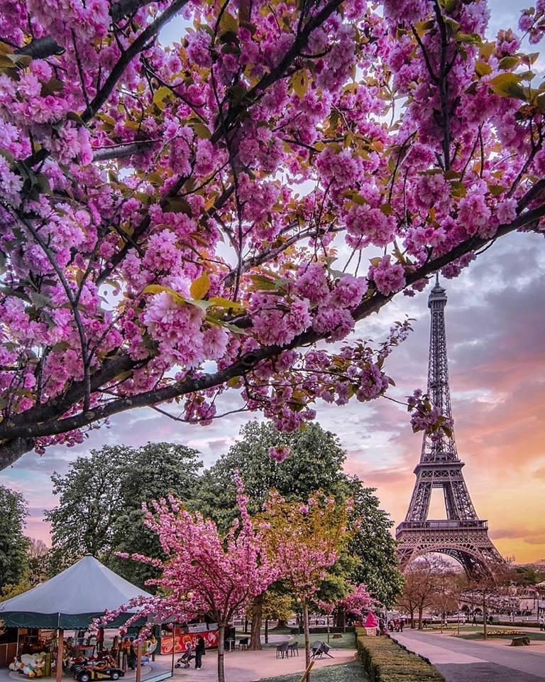 Spring in Paris! 🌸🗼

<a href="/travel_submit/">Travel Submit</a>
#travel #holiday #vacation #traveling #travelling #TTOT #wanderlust #RTW #RTWsoon #RTWnow #SMTravel #TWWT #TRLT #backpacking #luxurytravel #studyabroad #cruise 
#adventure #beautiful #food #foodporn #hotel #nature #landscape #landscapes