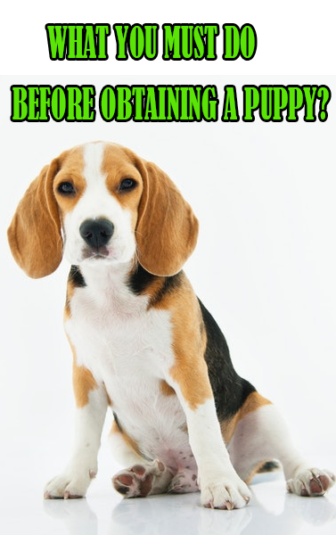DogsAndCats985's tweet photo. If you’re puzzling over adopting a #dog, you’re in all probability asking yourself “what ought to I do before obtaining a #puppy?”
Read more about here 👉 https://t.co/6UFWBoyIMj
#dogtraining  #dogs #puppylove https://t.co/5UVr6uZpDA