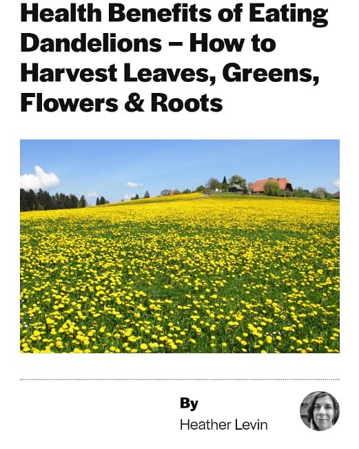 dedariaboi's tweet photo. These are the so called " weeds" you needed to get rid of with chemicals. https://t.co/HME9p1RCXA