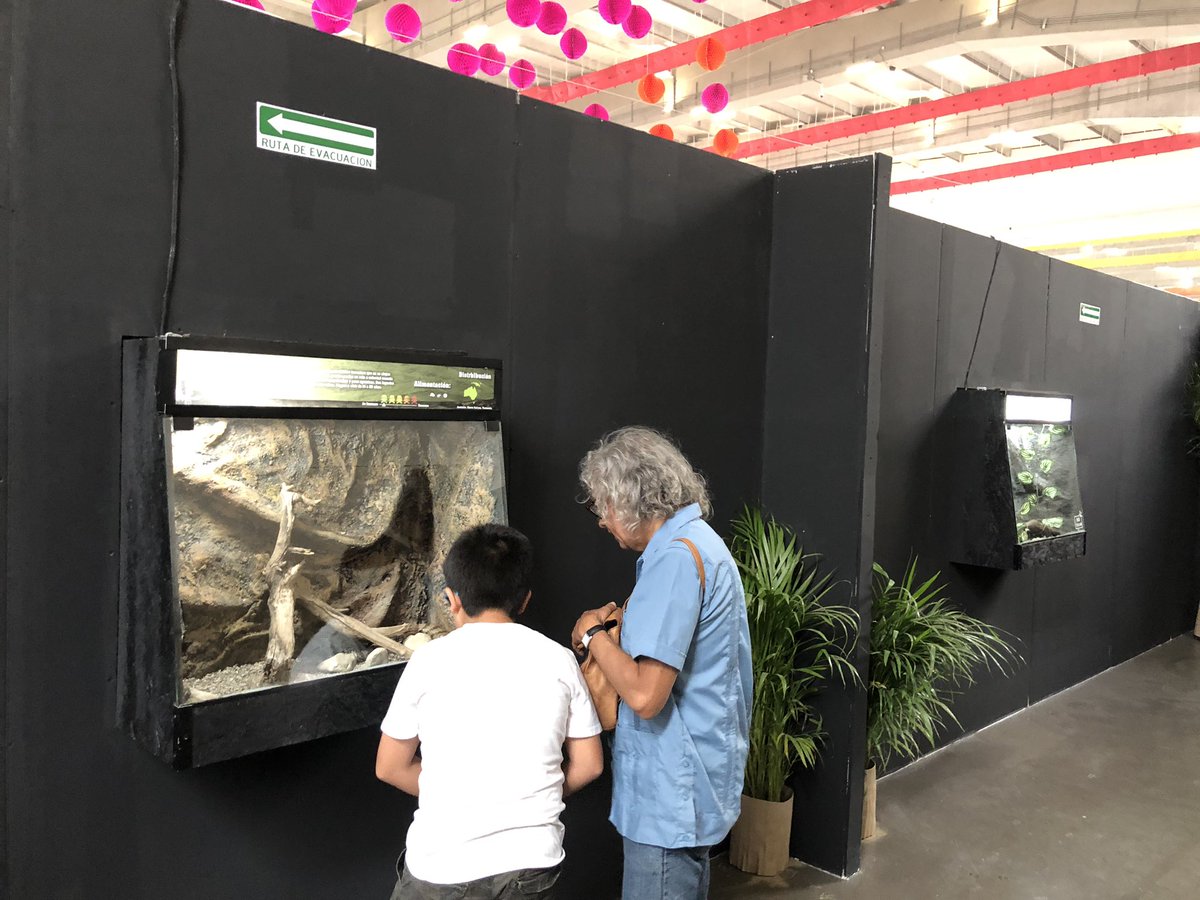 El Museo Viviente es uno de los stands en la  <a href="/FeriaPuebla/">Feria de Puebla</a> que sorprende a sus visitantes con más de 25 especies de reptiles 🐍🦎, puede tomarse foto con un víbora de verdad | @PueNoticias