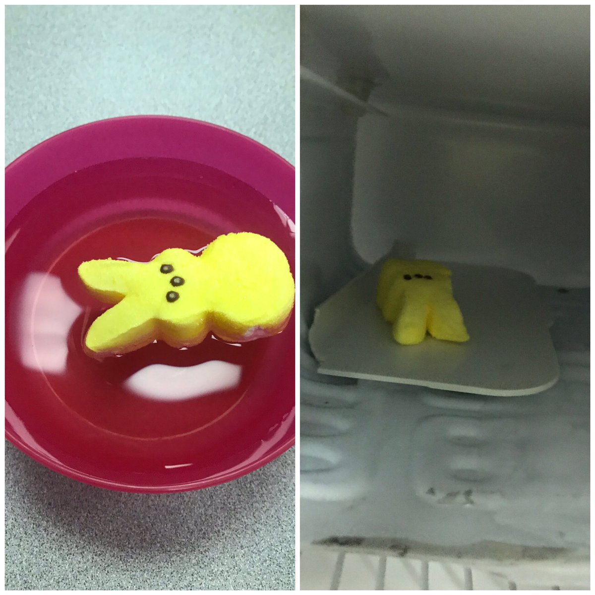 MylleWhigham's tweet photo. Today we learned our peep floats and dissolves in water over time. What will we learn about our peep in the freezer tomorrow?! #experimentweek #POPEPride @popepanthers https://t.co/r5RAfpRLhq