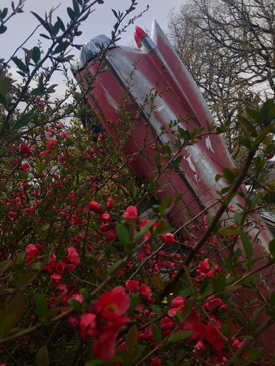 _GriffinHouse_'s tweet photo. We love it when our #Caddy #blooms. #Love is in the air - #wedding tours are on❣️ https://t.co/uIOAfEMNrk
