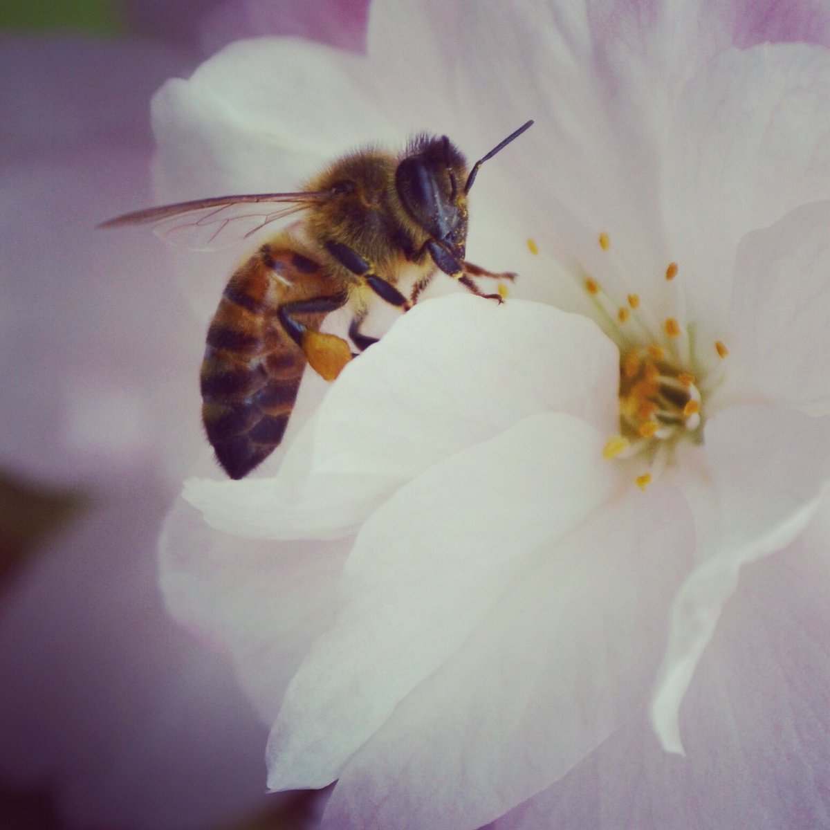 CheckettsSarah's tweet image. Today was a #bee persuit kind of a day! #ukbeekeeping @britishbee #cherryblossom