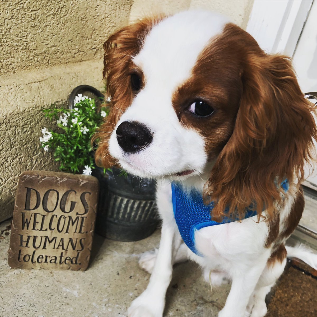 kelsadilla_1's tweet photo. Our dog is my spirit animal. #DogsWelcome #HumansTolerated https://t.co/uVAeXm5Qk1