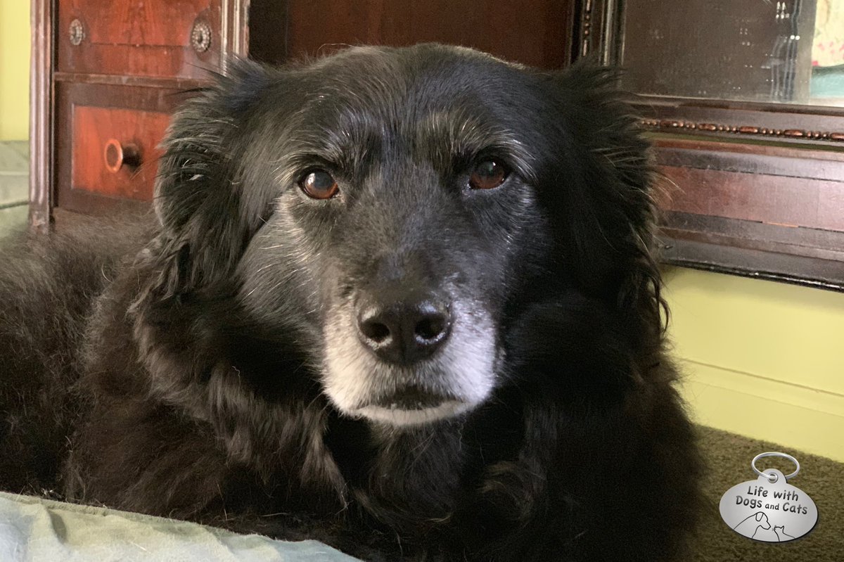 WithDogsAndCats's tweet photo. My dog Lilah can look so serious sometimes. #deepthinker #dogphilosopher #smartdog https://t.co/3nep6lwJcH