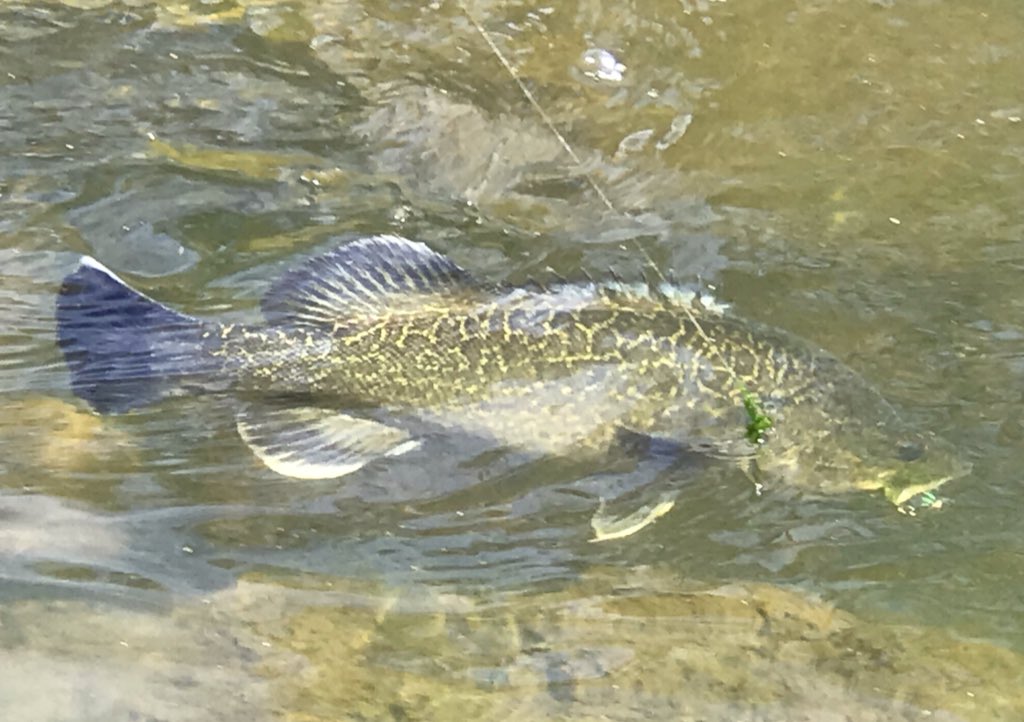 TotalNativeDVD's tweet photo. Another ripper clear water cod in the exciting closing stages of the battle. Love the markings on these fish-they camouflage so well with their environment!
#murraycodfishing
#murraycod
#Goodoo
#NativeFish
@destinationnsw
@TourismAus https://t.co/6Cx7QCouad