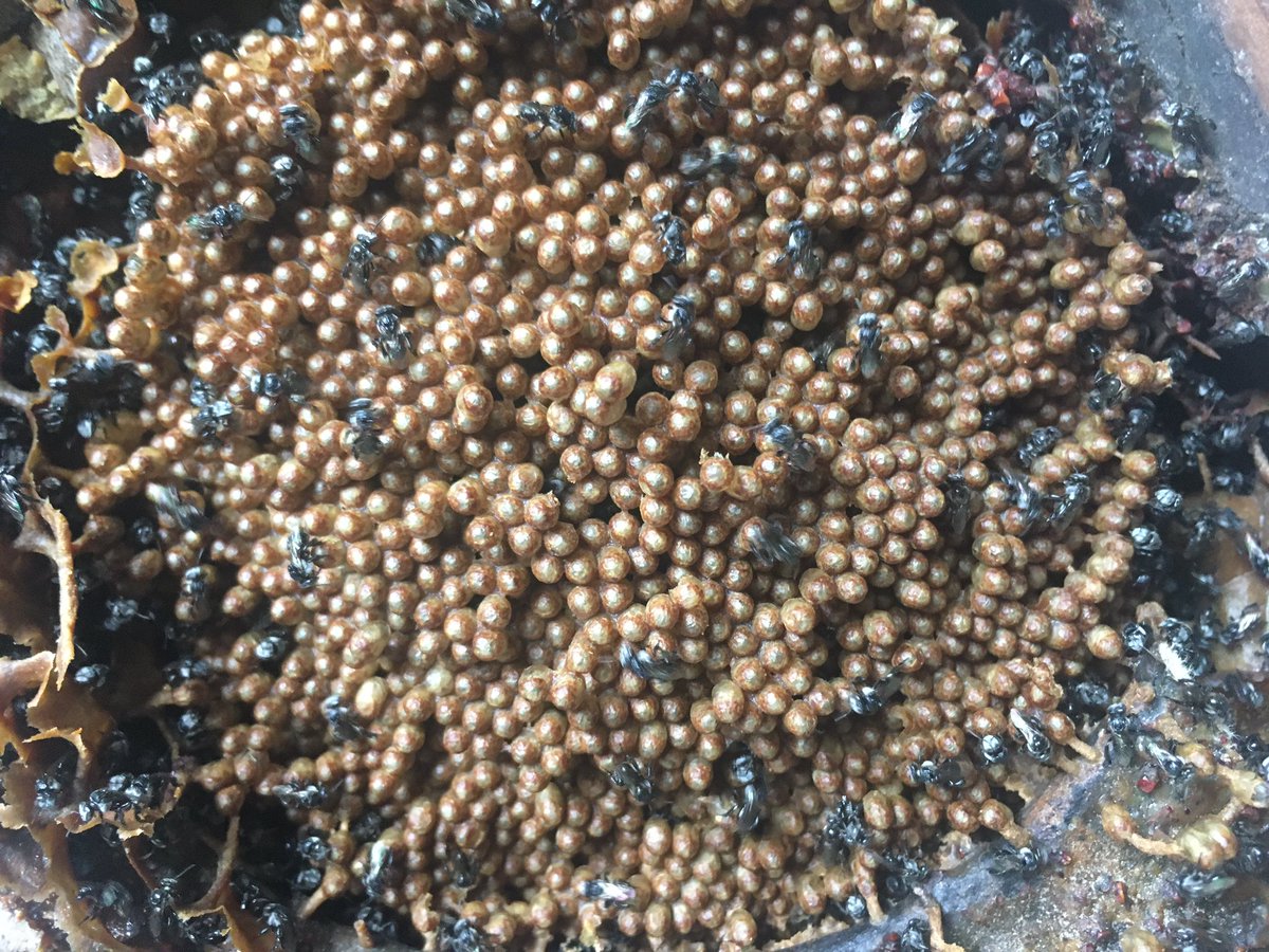 BrianTCutting's tweet photo. The stingless bee species most commonly found in Brisbane look similar, but the structures they build in their hives are very different!

Tetragonula carbonaria (left) Tetragonula hockingsi (right) https://t.co/UrgR0qdboY