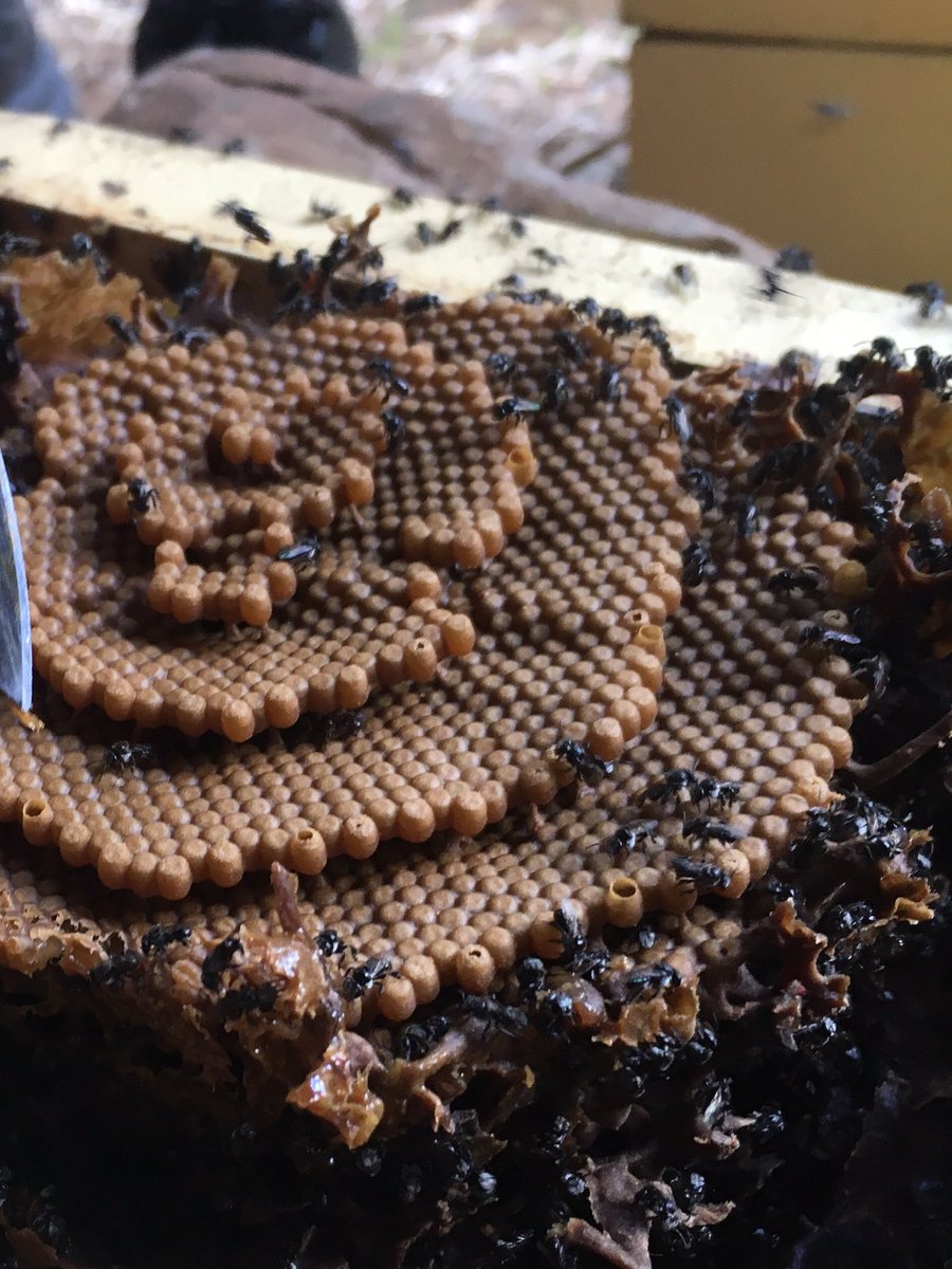 BrianTCutting's tweet photo. The stingless bee species most commonly found in Brisbane look similar, but the structures they build in their hives are very different!

Tetragonula carbonaria (left) Tetragonula hockingsi (right) https://t.co/UrgR0qdboY