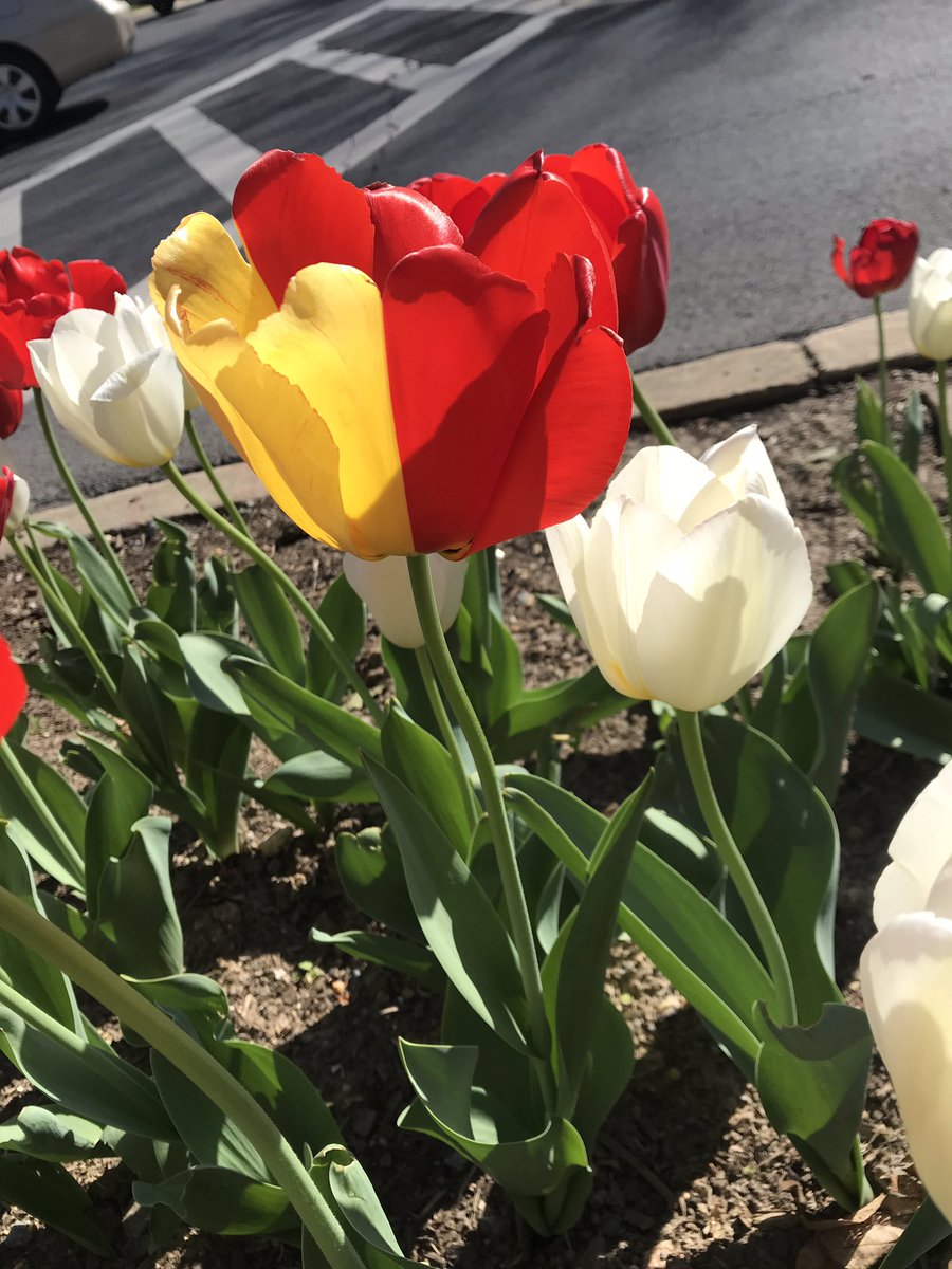 melissamollet's tweet photo. Stunning! A slightly confused tulip - red on one side and yellow on the other. To someone with a green thumb: is this super rare? @nbcwashington #spring #tulips #greenthumb https://t.co/zdLcw1cXkw