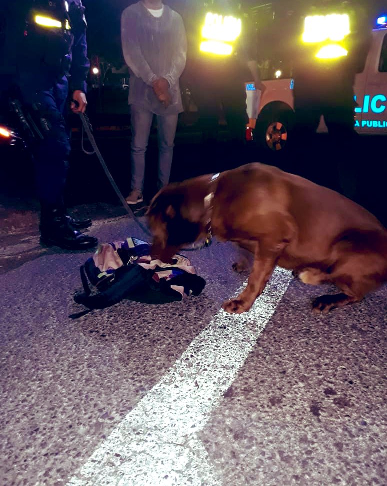 Cronos y su guía  de la unidad canina de <a href="/fuerzapublicaCR/">Fuerza Pública CR</a> esta noche en San Pedro de Montes de Oca apoyando labores operativas permitieron el decomiso 350 gramos de marihuana oculta en un vehículo, el apoyo, #K9 sin duda herramienta indispensable en la lucha antidrogas