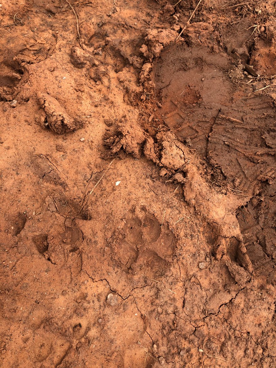 SergioGuerreroX's tweet image. #bigCat #coloradoTrails