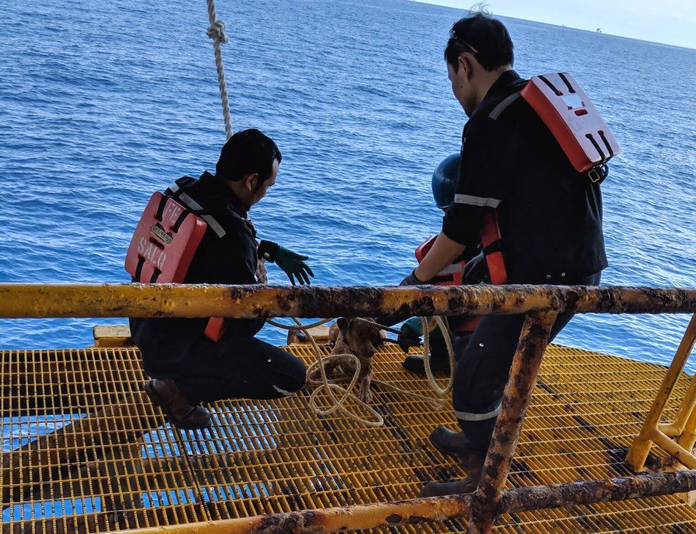 paulinepark's tweet photo. "A dog discovered some 220km (135 miles) off the coast of #Thailand has been rescued by a team of oil rig workers after the exhausted pooch was spotted paddling near a drilling platform," the BBC is reporting. #Boonrod shows how amazing #dogs are...
https://t.co/05HocMMReE https://t.co/taxbPAb7dU