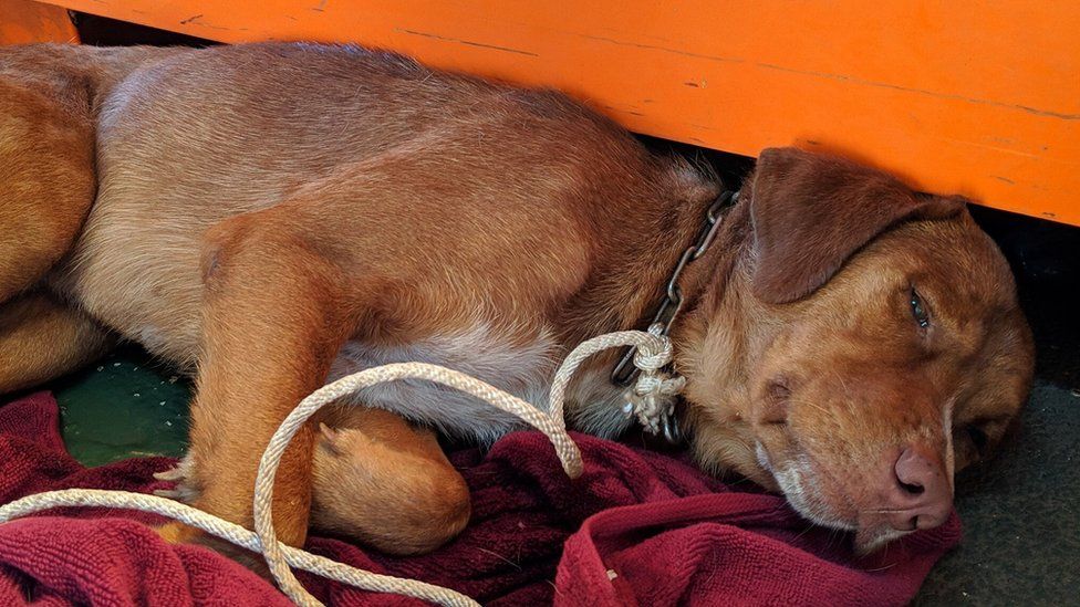 paulinepark's tweet photo. "A dog discovered some 220km (135 miles) off the coast of #Thailand has been rescued by a team of oil rig workers after the exhausted pooch was spotted paddling near a drilling platform," the BBC is reporting. #Boonrod shows how amazing #dogs are...
https://t.co/05HocMMReE https://t.co/taxbPAb7dU