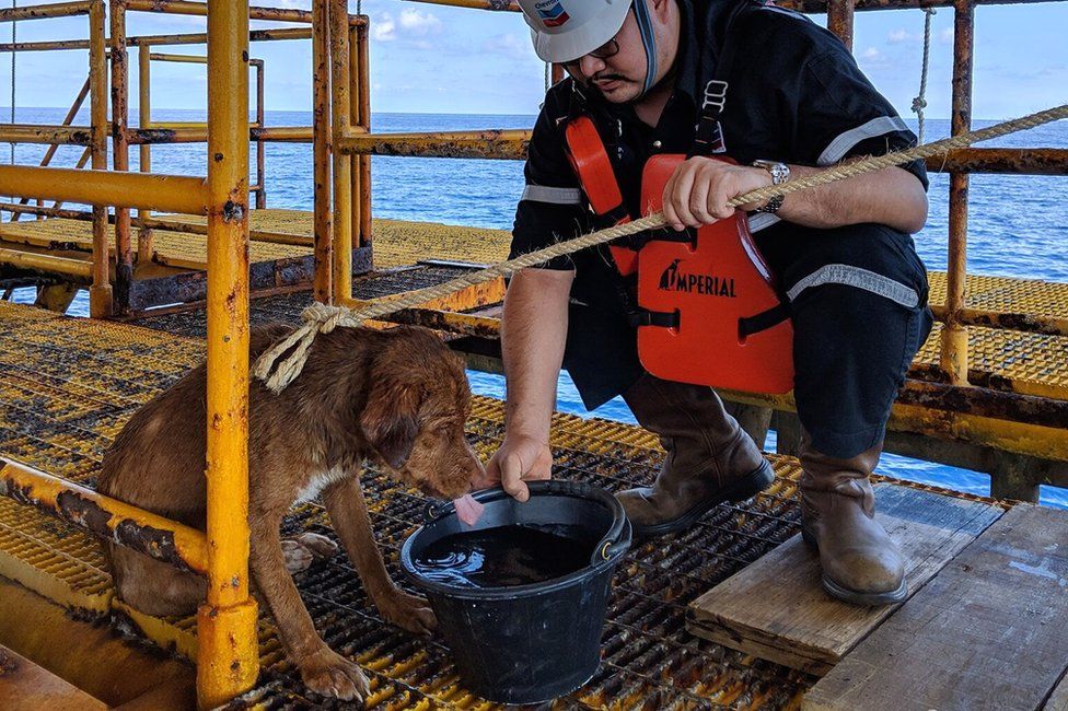 paulinepark's tweet photo. "A dog discovered some 220km (135 miles) off the coast of #Thailand has been rescued by a team of oil rig workers after the exhausted pooch was spotted paddling near a drilling platform," the BBC is reporting. #Boonrod shows how amazing #dogs are...
https://t.co/05HocMMReE https://t.co/taxbPAb7dU