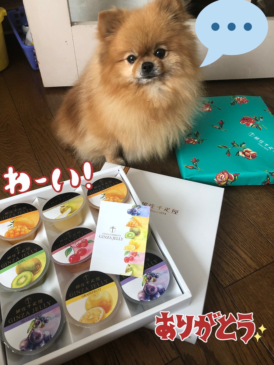 ポメラニアン まめ على تويتر かいぬしが結婚式のビンゴで当てたゼリーが来ました まめはみてるだけですが記念に 写真をとりました 食べたいです ポメラニアン ビンゴで当てた 千疋屋 おあずけ 真顔
