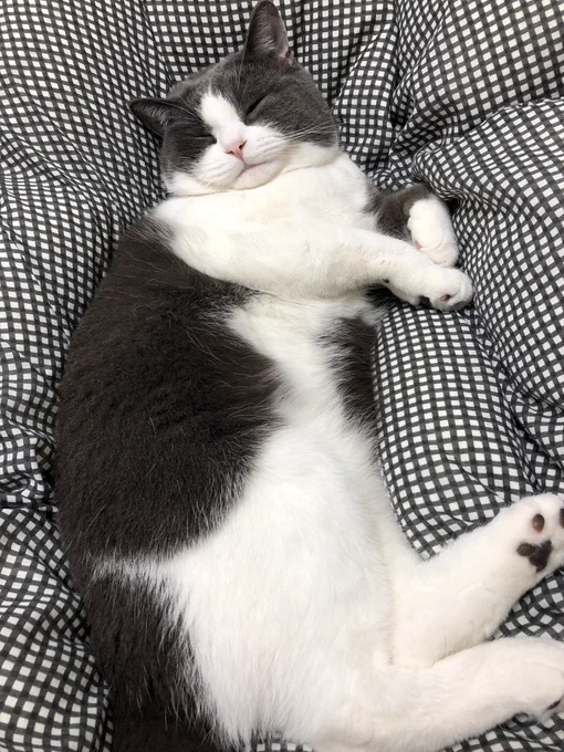 昼下がりに見ていると眠くなる画像をお裾分けしますスヤァ? 