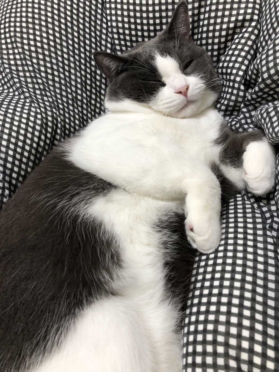 昼下がりに見ていると眠くなる画像をお裾分けしますスヤァ? 