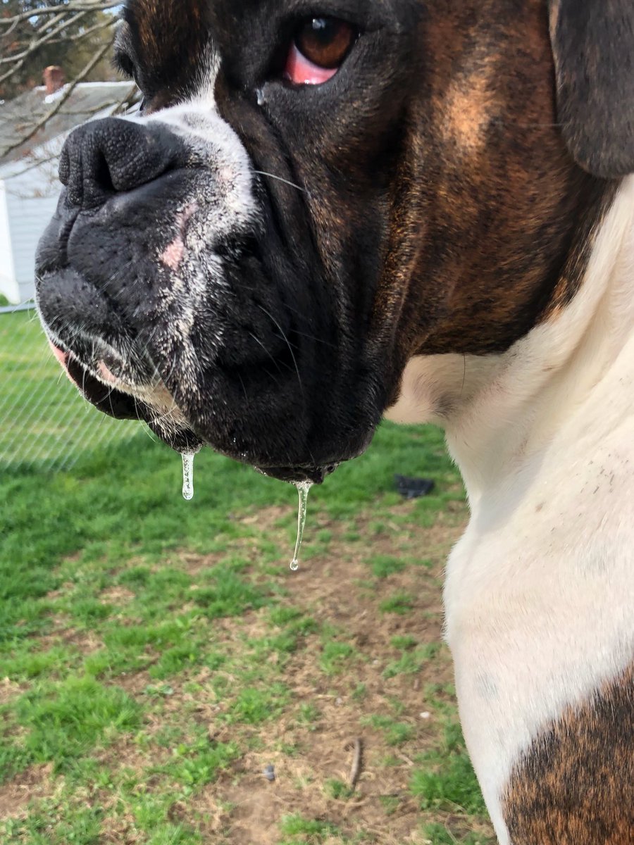 boxersnbriefs2's tweet photo. When you want something really bad. #youdrool
#bella #Boxerdog #boxerlover #boxerdogs #boxerdogsoftwitter #brindleboxer #scopingthescene #boxerpuppy https://t.co/dKg5tI4ZnY