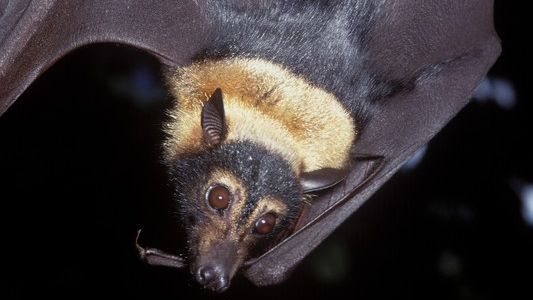 BushHeritageAus's tweet photo. It's International Bat Appreciation Day today so enjoy this photo of a gorgeous Spectacled Flying-fox (Pteropus conspicullatus)!
Photo: Jiri Lochman/Lochman Transparencies
#megabat #spectacledflyingfox #happybatday https://t.co/aB7GtBCzJG