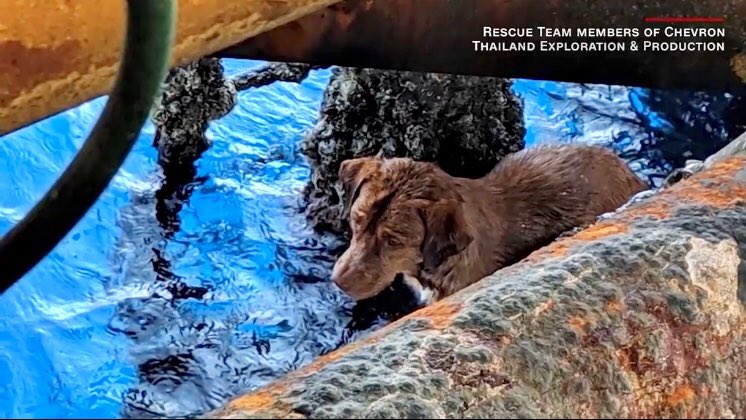 HowesNathan's tweet photo. A #Thai animal rescue group welcomed a dog (#Boonrod) who was rescued nearly 220 km from shore Monday - https://t.co/AzYTXwopUS https://t.co/wnIJvmJGJ4