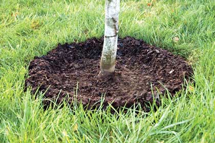 MLeavesForever's tweet photo. #treecareTuesday - April is a good time to replenish the mulch around your established trees and clear surrounding weeds. Avoid placing mulch around the collar of the tree - think donut shape rather than volcano! https://t.co/Lzts1UX92v