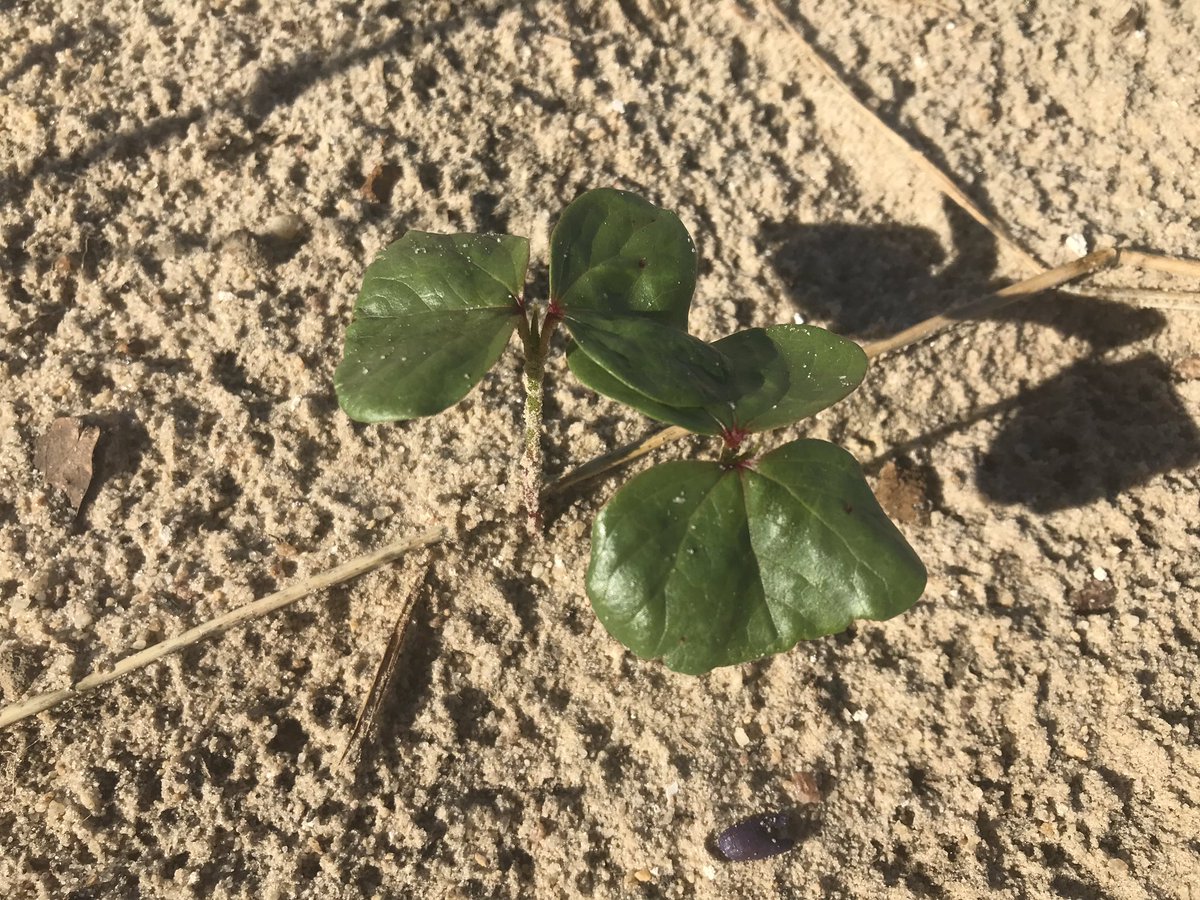 ga_ag_lady's tweet image. Cotton planted on April 4th. Pre’s used: 16oz of Brake + 12oz of Reflex. No injury after 1” rainfall #safeoncotton #protectcotton #keepcalmandusebrake #watchthecottongrow #cotton19 #plant19