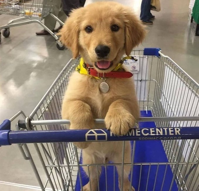 Aunque_Te_Duela's tweet photo. Como puede haber gente que no le gusten los perritos. https://t.co/sDVcB0VKpH
