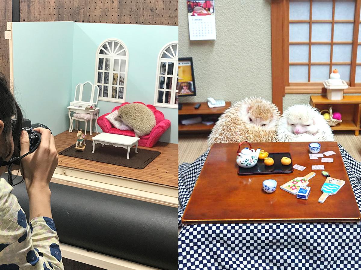 grapejapan's tweet photo. Rent a Tiny Japanese Photo Studio to Turn Your Hedgehog into a Tiny Model
https://t.co/sJ54aehAtG
#MiniatureStudio #PhotoStudio #hedgehog #ミニチュアスタジオ #ハリネズミ #写真スタジオ https://t.co/cTuhQE1a6h