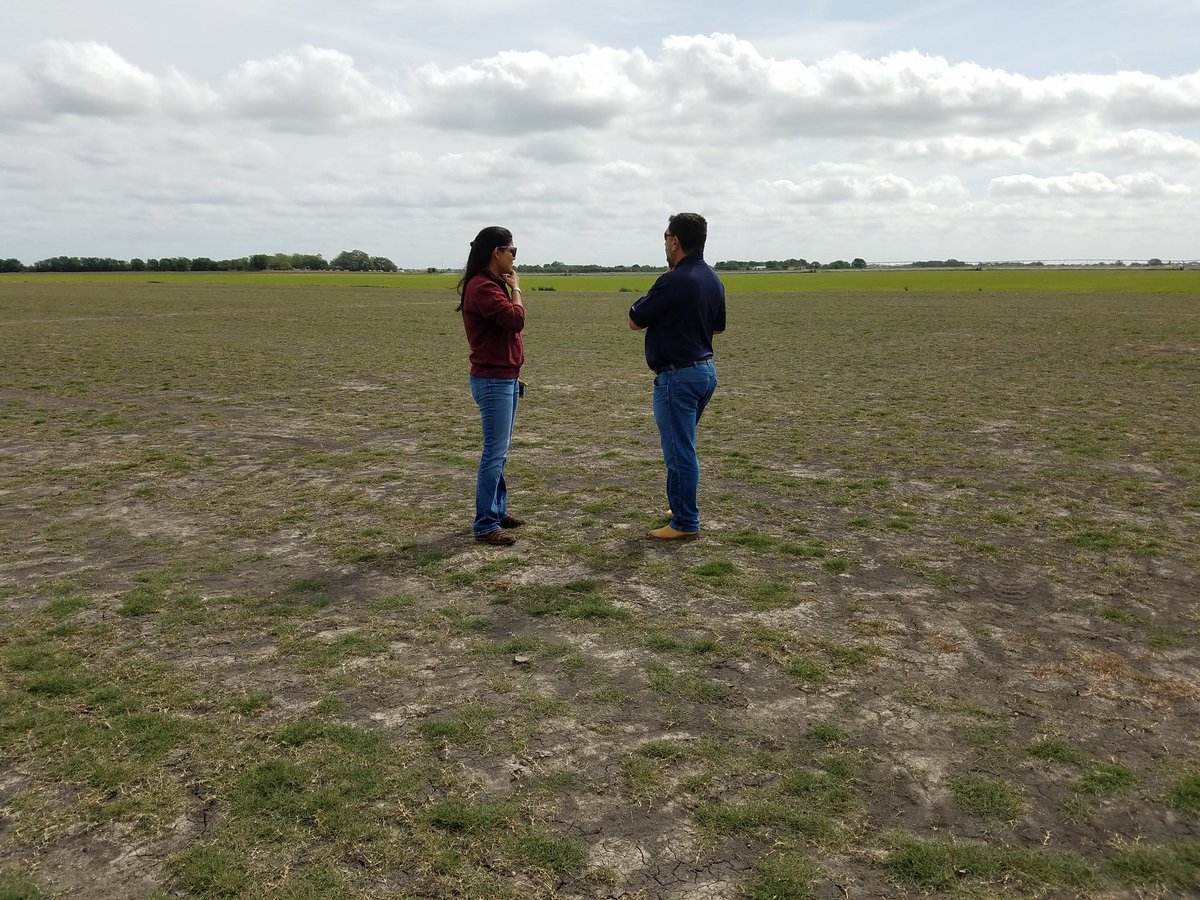 hairyligule21's tweet photo. Nothing like seeing a new commercially-available Turfgrass being expanded with the creator herself. #aggieturf #dontkillmeambika #innovationzoysia #isthiswork https://t.co/787aEEIyrw