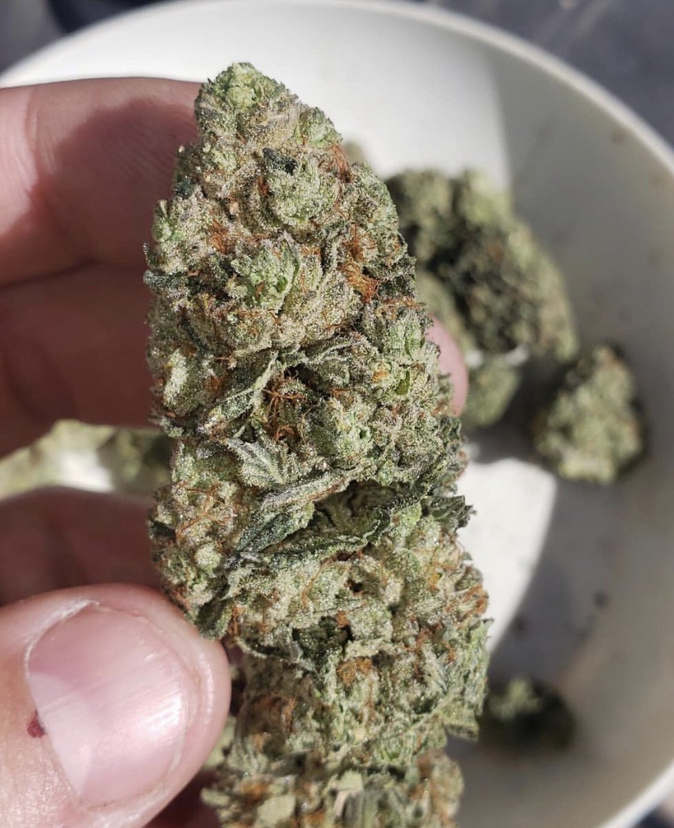Ninurta_ag's tweet photo. βοΈβοΈβοΈβοΈ@jack_ctcc #californiacrops #california #frost #terpenes #sticky #buds #california #hydro #successfulgrowing #calsimag #performancepowders #powders #amino #energy #bud #grower #cannabiscommunity #cannabis #cannabiscup https://t.co/jWmEoE4Lfv