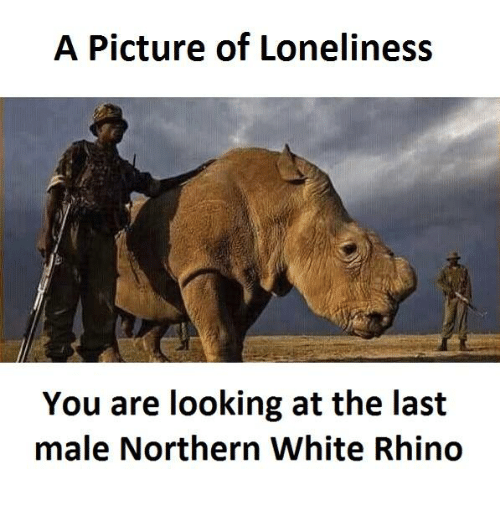 JordanOber4's tweet photo. Sudan, the world's last male northern white rhinoceros, died in Kenya on Monday, leaving his species one step closer to extinction, even as a group of scientists undertake an unprecedented effort to try to keep this animal from vanishing entirely. #ees028 https://t.co/0Pfcy17oVN