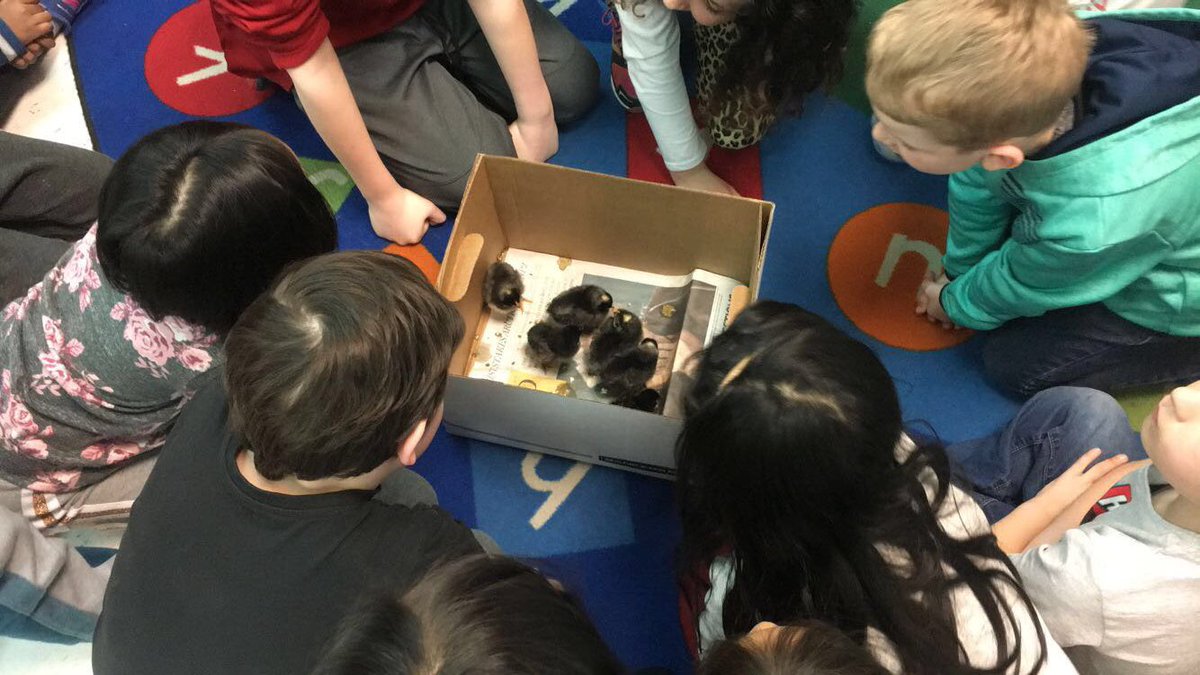 MsAnnaPetrova's tweet photo. In @NancyLynneAnde1 class students were very eager to see the freshly hatched chicks. They’re only 5 days old! 🐣 https://t.co/C3StEBrmaH