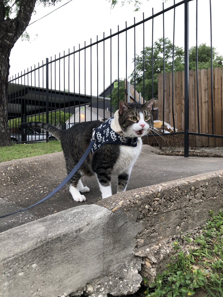 vuareri's tweet photo. Ham only enjoys walking for about 5mins after that he starts yelling n complaining https://t.co/mZwbFhLlLy