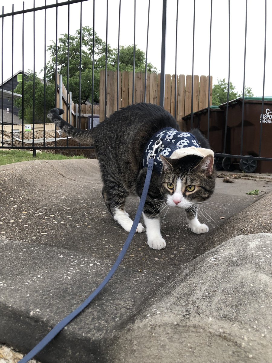 vuareri's tweet photo. Ham only enjoys walking for about 5mins after that he starts yelling n complaining https://t.co/mZwbFhLlLy