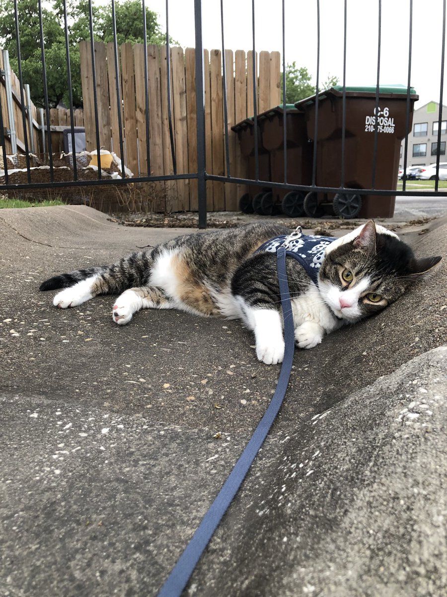 vuareri's tweet photo. Ham only enjoys walking for about 5mins after that he starts yelling n complaining https://t.co/mZwbFhLlLy