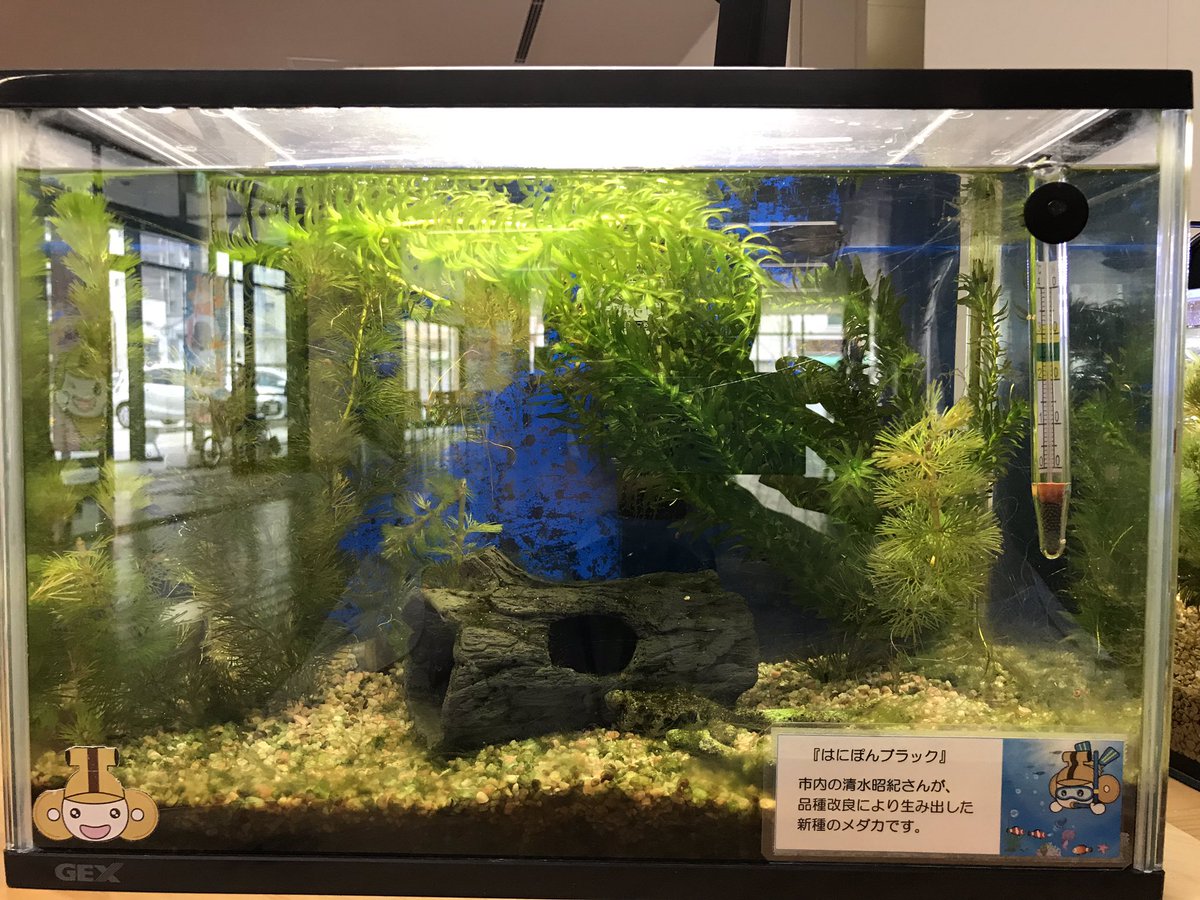 はにぽん 埼玉県本庄市 おはよぉ 前にマツコさんの番組でも紹介されたけど この子が はにぽんブラック だよ 黒の メダカさんって珍しいよねぇ ぼくのおうちにいつも はにぽん 埼玉県本庄市 おはよぉ 前にマツコさんの番組でも紹介されたけど この子が はにぽんブラック だよ 黒の メダカさんって珍しいよねぇ ぼくのおうちにいつも