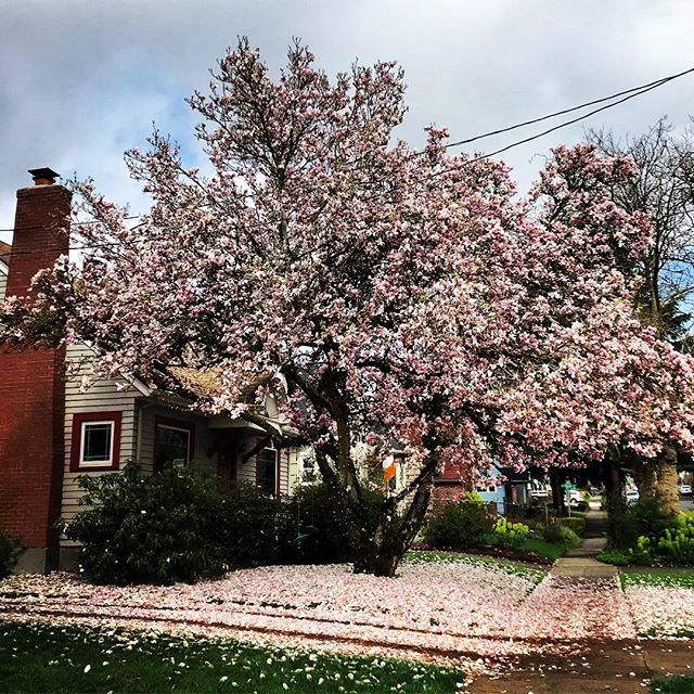 francescaopines's tweet photo. A tree you really want to hug. (To say thank you, thank you, thank you!) #portlandspring https://t.co/owAny0JwtB https://t.co/PbPSKPoj9U
