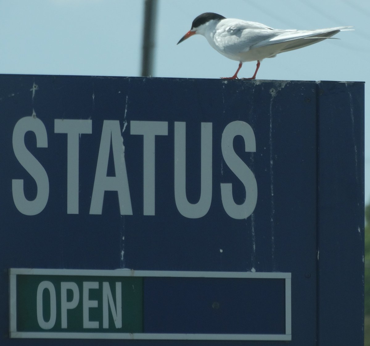 edaudubon's tweet photo. No Least terns at the Refuge yet, but this Forester's was braving the afternoon wind by sitting on a sign this afternoon at the Seal Beach Refuge. https://t.co/aUioEtAB8o