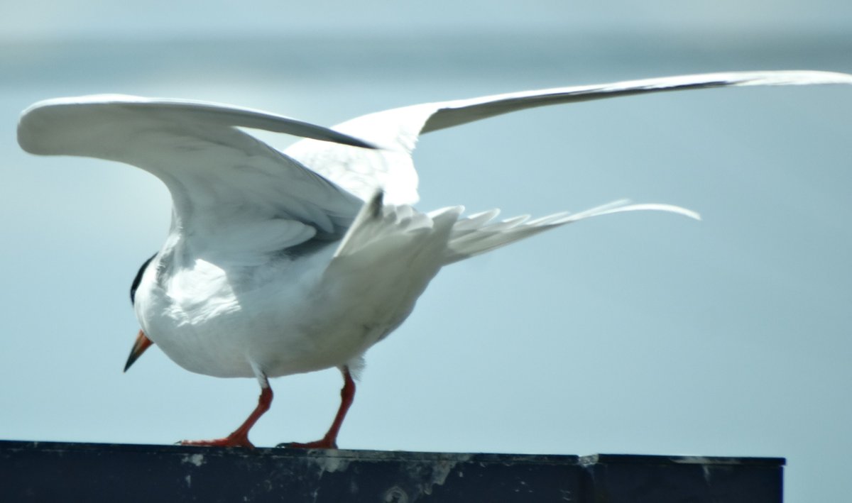 edaudubon's tweet photo. No Least terns at the Refuge yet, but this Forester's was braving the afternoon wind by sitting on a sign this afternoon at the Seal Beach Refuge. https://t.co/aUioEtAB8o