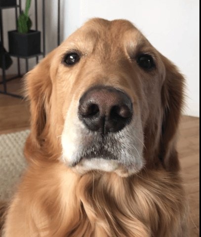 elcosodelapizza's tweet photo. yo explicándole a mi perro lo mucho que lo amo / mi perro https://t.co/qIM3JJhzOT