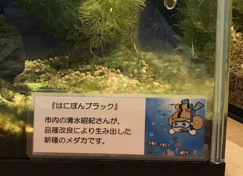 はにぽん 埼玉県本庄市 おはよぉ 前にマツコさんの番組でも紹介されたけど この子が はにぽんブラック だよ 黒のメダカさんって珍しいよねぇ ぼくのおうちにいつもいるから みんな会いにきてね ๑ Gt Lt ๑ はにぽんプラザ はにぽん 埼玉県本庄市 おはよぉ 前にマツコさんの番組でも紹介されたけど この子が はにぽんブラック だよ 黒のメダカさんって珍しいよねぇ ぼくのおうちにいつもいるから みんな会いにきてね ๑ Gt Lt ๑ はにぽんプラザ