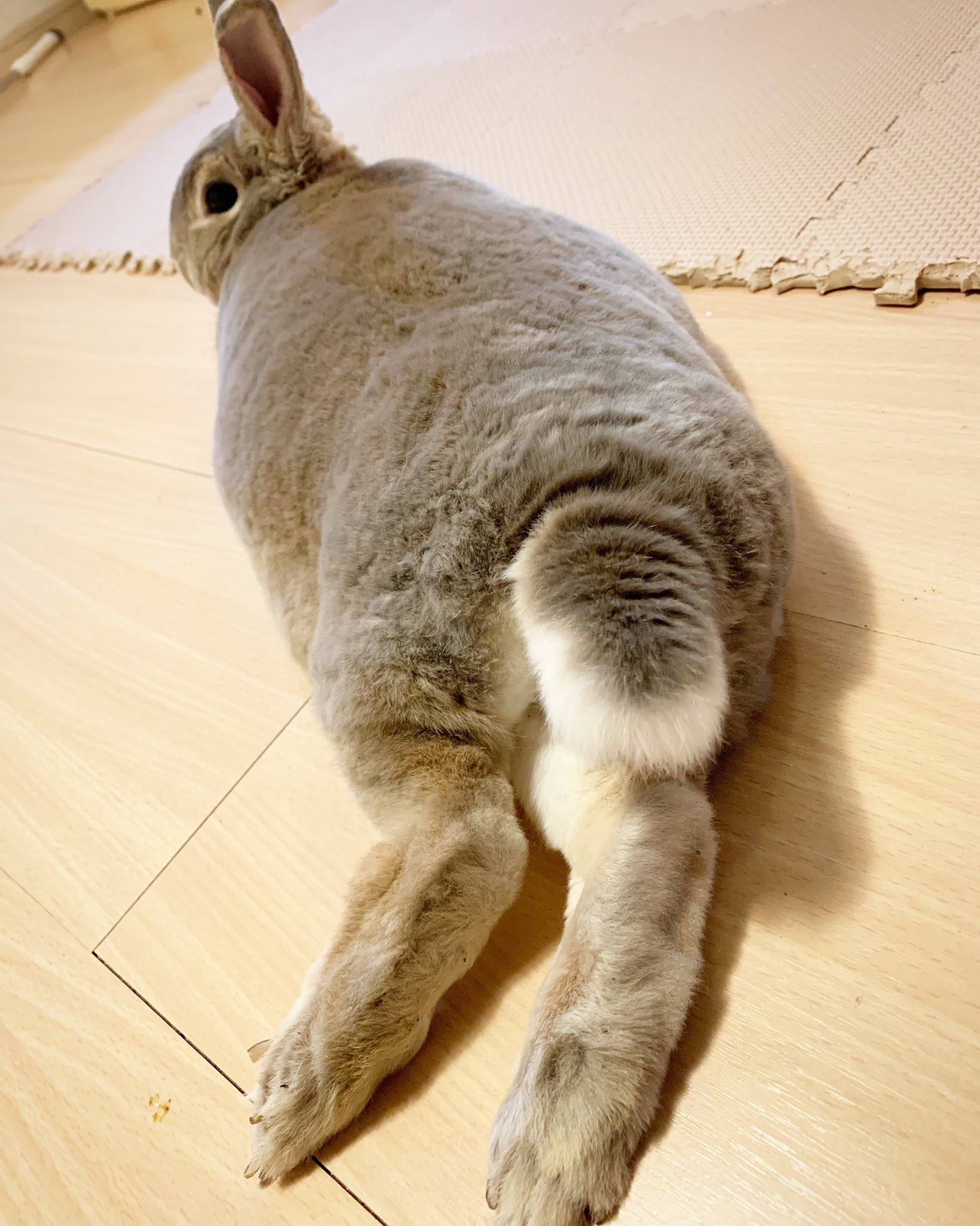 りら イナちゃんの捻りジャンプ デブだから高さが無くて下手くそだけど年の功というか なんか味があってかわいい おっさんの突然のハイテンション萌えるわ ミニレッキス うさ飼い うさぎ 捻りジャンプ T Co Dfl6rkdrke Twitter